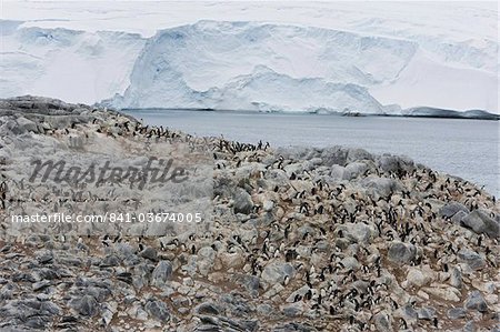 Colonie de Manchots Adélie (Pygoscelis adeliae), Commonwealth Bay, Antarctique, les régions polaires