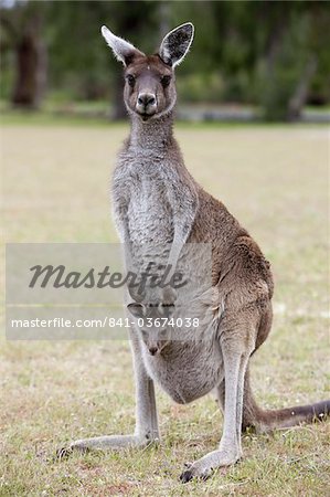 Ouest gris kangourou (Macropus fuliginosus) avec joey dans la poche, Parc National de Yanchep, Pacific West Australia, Australie