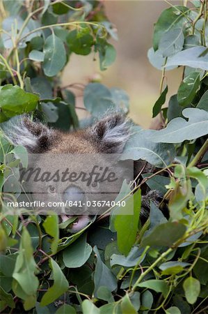 Koala (Phascolarctos cinereus) dans un arbre d'eucalyptus, Parc National de Yanchep, Pacific West Australia, Australie