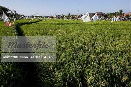 Rice field, Kerobokan, Bali, Indonesia, Southeast Asia, Asia