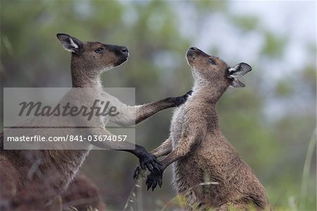 Kangaroo Island grey kangaroos (Macropus fuliginosus), Lathami Conservation Park, Kangaroo Island, South Australia, Australia, Pacific