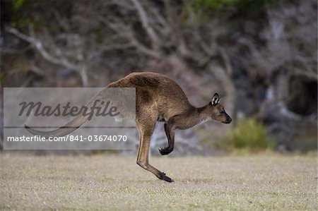 Kangaroo Island graue Känguru (Macropus Fuliginosus), Kelly Hill Conservation, Kangaroo Island, South Australia, Australien, Pazifik