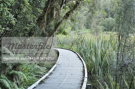 Chemin à travers la forêt tropicale, le Parc National de Westland Tai Poutini, patrimoine mondial de l'UNESCO, côte ouest, île du Sud, Nouvelle-Zélande, Pacifique