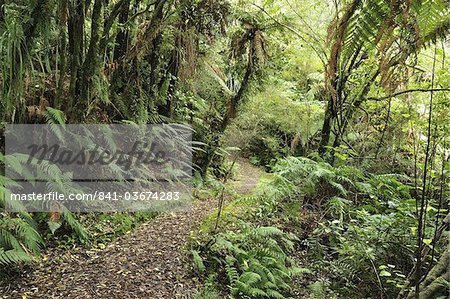 Heimische Wald, See Mahinapua, Westküste der Südinsel, Neuseeland, Pazifik