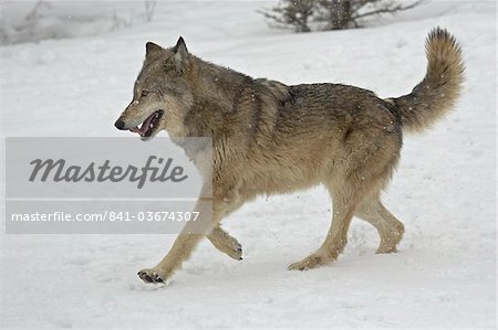 Gray Wolf (Canis lupus) en cours d'exécution dans la neige en captivité, près de Bozeman, Montana, États-Unis d'Amérique, l'Amérique du Nord