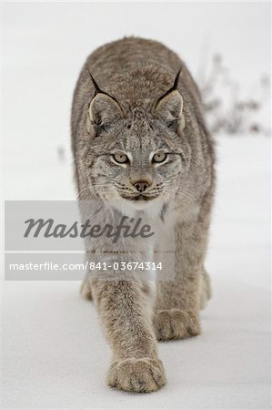 Canadian Lynx (Lynx canadensis) in snow in captivity, near Bozeman, Montana, United States of America, North America