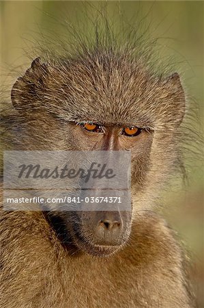 Chacma Baboon (Papio ursinus), Kruger National Park, South Africa, Africa