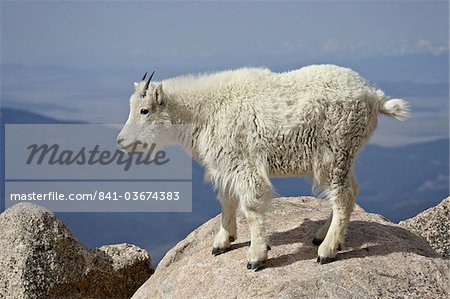 Mountain Goat (Oreamnos americanus), Mount Evans, Colorado, United States of America, North America