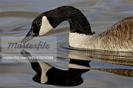 Canada Goose (Branta canadensis) avec la réflexion tout en nageant et boire, parc municipal de Denver, Denver, Colorado, États-Unis d'Amérique, l'Amérique du Nord