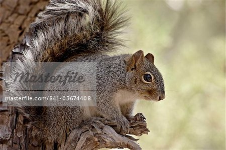 Écureuil gris de l'Arizona (Sciurus arizonensis), Madera Canyon, Coronado National Forest, Arizona, États-Unis d'Amérique, l'Amérique du Nord