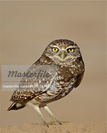 Burrowing owl (Athene cunicularia), Salton Sea, California, United States of America, North America