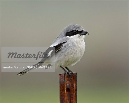 Pie-grièche migratrice (Lanius ludovicianus), San Jacinto la faune zone, Californie, États-Unis d'Amérique, Amérique du Nord