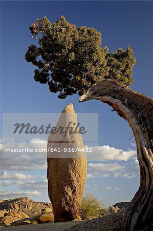 Juniper et boulder, Joshua Tree National Park, California, États-Unis d'Amérique, Amérique du Nord