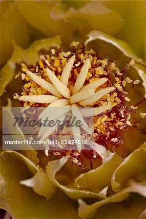 Center of a Red Barrel Cactus (Ferocactus cylindraceus) flower, Anza-Borrego Desert State Park, California, United States of America, North America