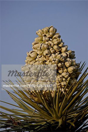 Joshua Tree (Yucca brevifolia) fleur d'oranger, Joshua Tree National Park, California, États-Unis d'Amérique, l'Amérique du Nord