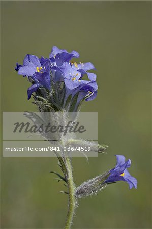 Sky Pilot (Polemonium viscosum), Shoshone National Forest, Wyoming, United States of America, North America