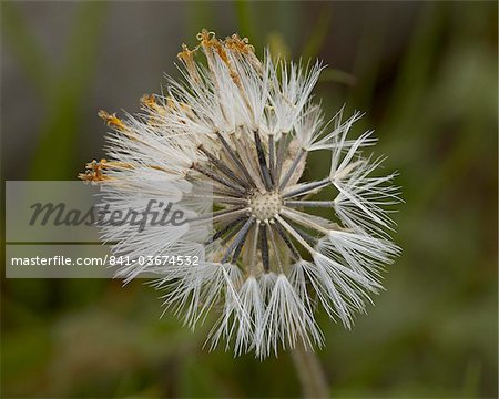 Heartleaf Arnica (Arnica cordifolia) seed cluster, Yellowstone National Park, Wyoming, United States of America, North America