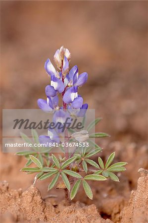 Dwarf lupine (small lupine) (rusty lupine) (Lupinus pusillus), The Needles District, Canyonlands National Park, Utah, United States of America, North America