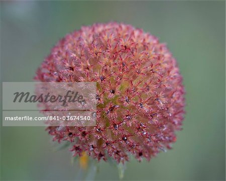 Common gaillardia (great blanketflower) (blanketflower) (brown-eyed Susan) (Gaillardia aristata) seedhead, Glacier National Park, Montana, United States of America, North America