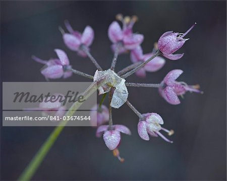 Nodding onion (Allium cernuum), Glacier National Park, Montana, United States of America, North America
