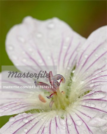 Richardson's geranium (Geranium richardsonii),  Weston Pass, Pike and San Isabel National Forest, Colorado, United States of America, North America