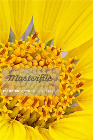 Detail of a rough mulesears (Wyethia scabra) bloom, Arches National Park, Utah, United States of America, North America