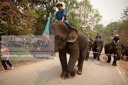 Elephant Conservation Centre, Lampang, Thaïlande, l'Asie du sud-est, Asie
