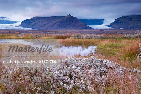 Arctic plants à l'automne dans le Parc National de Skaftafell, Mont Hafrafell et glacier Svinafellsjokull dans le lointain, le sud-est de l'Islande (Austurland), l'Islande, les régions polaires