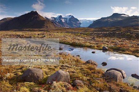 Arktische Pflanzen im Herbst in Skaftafell-Nationalpark, Mount Hafrafell und Svinafellsjokull-Gletscher in der Ferne, Südost-Island (Austurland), Island, Polarregionen
