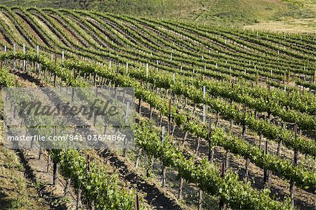 Leonesse Winery, Temecula, California, United States of America, North America