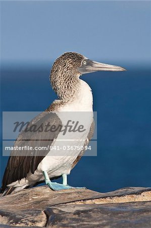 Blue footed booby (Sula nebouxii), Isla Lobos off Isla San Cristobal (San Cristobal Island), Islas Plaza (Plaza island), Galapagos Islands, UNESCO World Heritage Site, Ecuador, South America