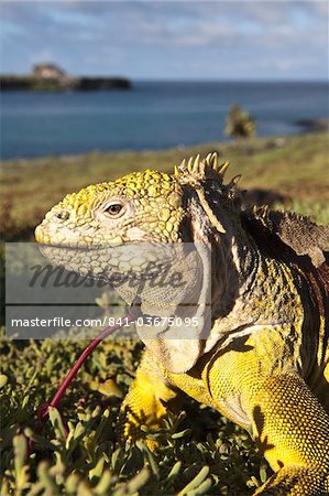 Iguane terrestre de Galapagos (Conolophus subcristatus), Islas Plaza (île de lPlaza), aux îles Galapagos, patrimoine mondial de l'UNESCO, Equateur, Amérique du Sud