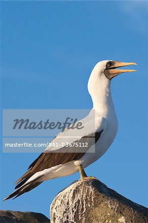 Nazca Booby (Sula dactylatra), Suarez Point, Isla Espanola (Hood Island), Galapagos Islands, UNESCO World Heritage Site, Ecuador, South America