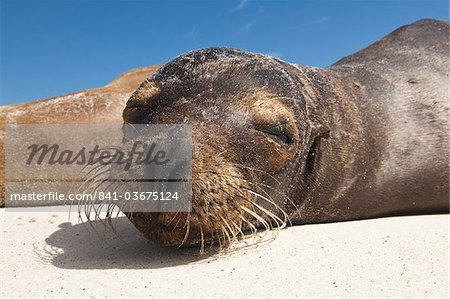 Galapagos sea lion (Zalophus wollebaeki), Gardner Bay, Isla Espanola (Hood Island), Galapagos Islands, UNESCO World Heritage Site, Ecuador, South America Galapagos sea lion (Zalophus wollebaeki), Gardner Bay, Isla Espanola (Hood Island), Galapagos Islands, UNESCO World Heritage Site, Ecuador, South America