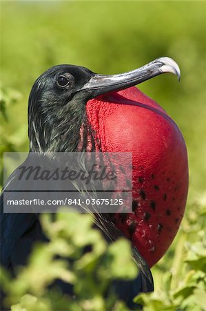 Great frigate bird (Sula nebouxii), Isla Lobos off Isla San Cristobal (San Cristobal Island), Galapagos Islands,UNESCO World Heritage Site, Ecuador, South America