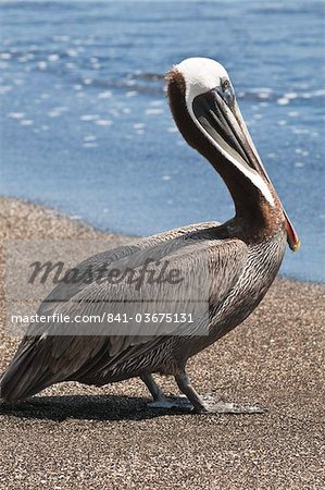 Brun pélican (Pelecanus occidentalis), Port Egas (baie James), Isla de Santiago (île de Santiago), aux îles Galapagos, patrimoine mondial de l'UNESCO, Equateur, Amérique du Sud Brun pélican (Pelecanus occidentalis), Port Egas (baie James), Isla de Santiago (île de Santiago), aux îles Galapagos, patrimoine mondial de l'UNESCO, Equateur, Amérique du Sud