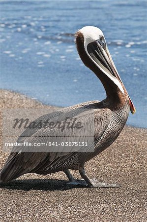 Brown pelican (Pelecanus occidentalis), Port Egas (James Bay), Isla Santiago (Santiago Island), Galapagos Islands, UNESCO World Heritage Site, Ecuador, South America