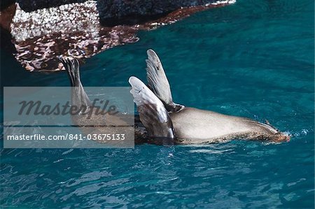 Lion de mer, (Arctocephalus galapagoensis), de la fourrure Port Egas (baie James), Isla de Santiago (île de Santiago), aux îles Galapagos, patrimoine mondial de l'UNESCO, Equateur, Amérique du Sud Lion de mer, (Arctocephalus galapagoensis), de la fourrure Port Egas (baie James), Isla de Santiago (île de Santiago), aux îles Galapagos, patrimoine mondial de l'UNESCO, Equateur, Amérique du Sud