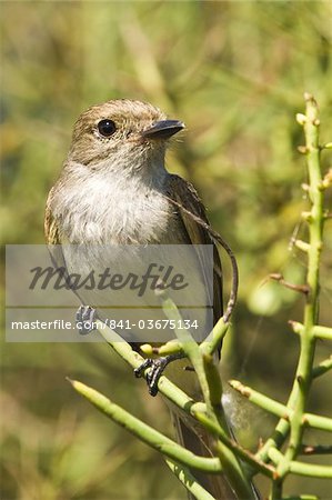 Galapagos flycatcher (Myiarchus magnirostris), Port Egas (James Bay), Isla Santiago (Santiago Island), Galapagos Islands, UNESCO World Heritage Site, Ecuador, South America