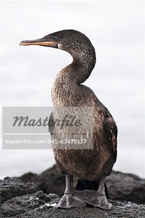 Cormoran aptère (Phalacrocorax harrisi), Point Espinosa, Isla Fernandina (Île Fernandina), aux îles Galapagos, patrimoine mondial de l'UNESCO, Equateur, Amérique du Sud Cormoran aptère (Phalacrocorax harrisi), Point Espinosa, Isla Fernandina (Île Fernandina), aux îles Galapagos, patrimoine mondial de l'UNESCO, Equateur, Amérique du Sud