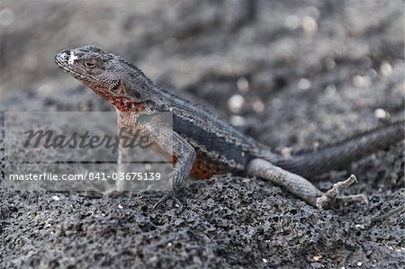 Lava lizard (Microlophus albemarlensis), Espinosa Point, Isla Fernandina (Fernandina Island), Galapagos Islands, UNESCO World Heritage Site, Ecuador, South America