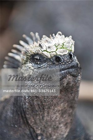 Iguane marin (Amblyrhynchus cristatus), Point Espinosa, Isla Fernandina (Île Fernandina), aux îles Galapagos, patrimoine mondial de l'UNESCO, Equateur, Amérique du Sud