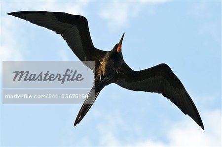 Great frigatebird (Sula nebouxii), Galapagos Islands, Ecuador, South America