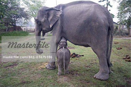 Two month old baby calf nuzzling mother elephant to suckle, Kaziranga National Park, Assam, India, Asia