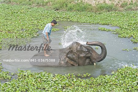 Elephant spraying herself and the mahout whilst bathing in water surrounded by water hyacinth, Kaziranga, Assam, India, Asia