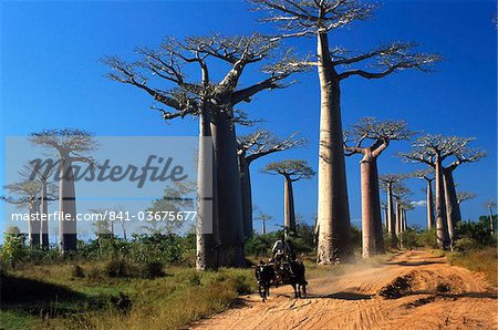 Baobabs (Andansonia grandidieri), Morondava, Madagascar Sud, Afrique