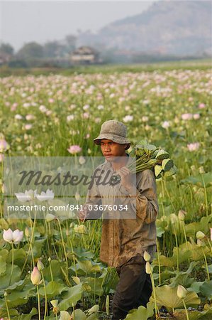 Agriculteur de Lotus, Siem Reap, Cambodge, Indochine, Asie du sud-est, Asie