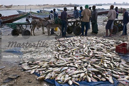 Fische zum Verkauf auf dem Boden auf der Fisch Markt, Nouadhibou, Mauretanien, Africa angeordnet