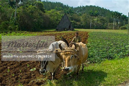 Farmer with oxen cultivating the land for tobacco crops, Vinales, Cuba, West Indies, Caribbean, Central America