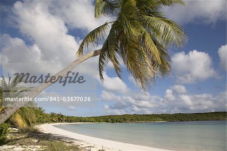 Palm tree and sandy beach in Sun Bay in Vieques, Puerto Rico, West Indies, Caribbean, Central America Palm tree and sandy beach in Sun Bay in Vieques, Puerto Rico, West Indies, Caribbean, Central America
